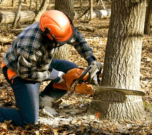 Tree Removal in West Point, MS
